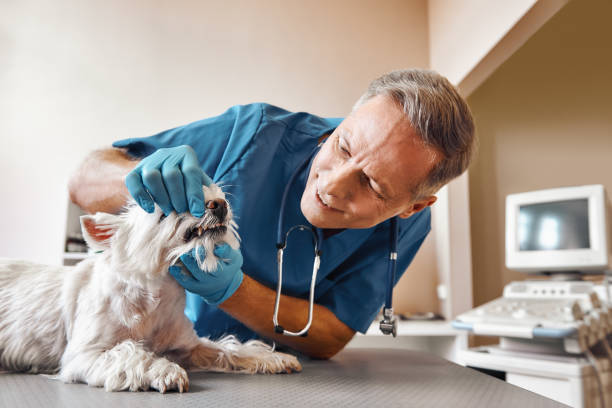 Best Weekend Emergency Dentist in Garden Grove, FL